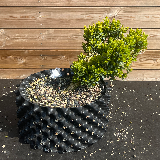 Buis commun (Buxus semperviens)