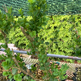 Buis commun (Buxus semperviens)