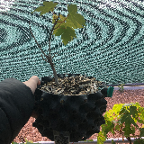 Érable sycomore (Acer pseudoplatanus)