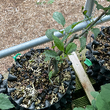 Pommier sauvage (Malus sylvestris)