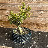 Buis commun (Buxus semperviens)