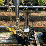 Troène de californie panaché doré (Ligustrum ovalifolium aureum)