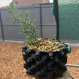 Genévrier de chine (Juniperus chinensis)