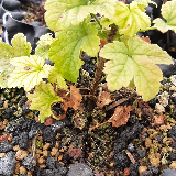 Groseillier à grappes (Ribes rubrum)