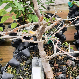 Orme champêtre (Ulmus minor)