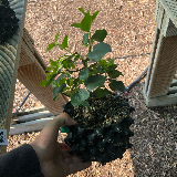 Cerisier de Sainte Lucie (Prunus Mahaleb)