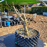 Chêne pédonculé (Quercus robur)
