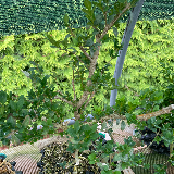 Buis commun (Buxus semperviens)
