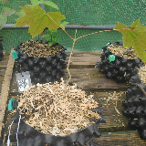 Érable sycomore (Acer pseudoplatanus)