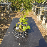 Bouleaux à papier (Bétulacée papyrifera)