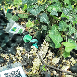 Lierre grimpant (Hedera helix)