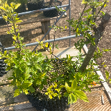 Cornouiller sanguin (Cornus sanguinea)