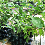 Orme champêtre (Ulmus minor)