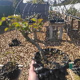 Poirier sauvage (Pyrus pyraster)