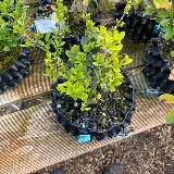 Troène de Californie (Ligustrum ovalifolium)