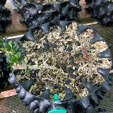 Buis commun (Buxus semperviens)