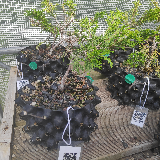 Genévrier de chine « blue » (Juniperus chinensis « Blue »)