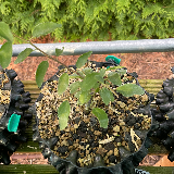 Prunellier (Prunus spinosa)