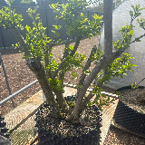 Cornouiller sanguin (Cornus sanguinea)