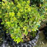 Buis commun (Buxus semperviens)