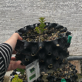 Buis commun (Buxus semperviens)