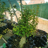 Berberis (Thunbergii)