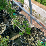 Buis commun (Buxus semperviens)
