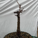 Maronnier d'inde (Aesculus hippocastanum)