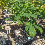 Maronnier d'inde (Aesculus hippocastanum)