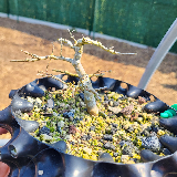 Orme champêtre (Ulmus minor)