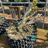 Troène de Californie (Ligustrum ovalifolium)