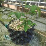 Rosier (Rosa)