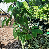 Spirée de Thunberg (spirea thunbergii)