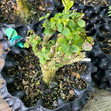 Buis commun (Buxus semperviens)