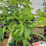 Févier d'amérique (Gleditsia triacanthos)