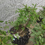 Orme champêtre (Ulmus minor)