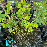 Buis commun (Buxus semperviens)