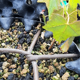 Érable plane (Acer platanoides)