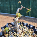 Orme champêtre (Ulmus minor)