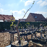 Cornouiller sanguin (Cornus sanguinea)