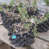 Genévrier commun (Juniperus communis)