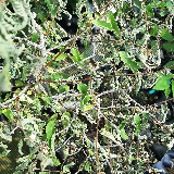 Orme champêtre (Ulmus minor)