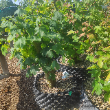 Érable champêtre (Acer campestre)