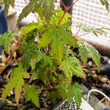 Érable palmé (Acer palmatum)