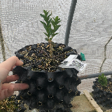 Buis commun (Buxus semperviens)