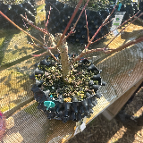 Cornouiller sanguin (Cornus sanguinea)