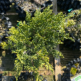 Genévrier de chine (Juniperus chinensis)