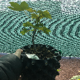 Érable sycomore (Acer pseudoplatanus)