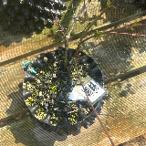 Cornouiller sanguin (Cornus sanguinea)