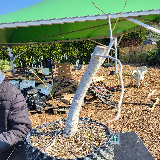 Liquidambar (Liquidambar styraciflua)